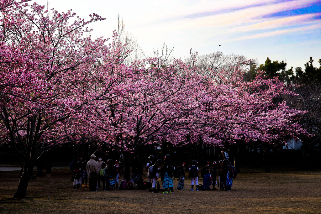 河津桜と少年野球と