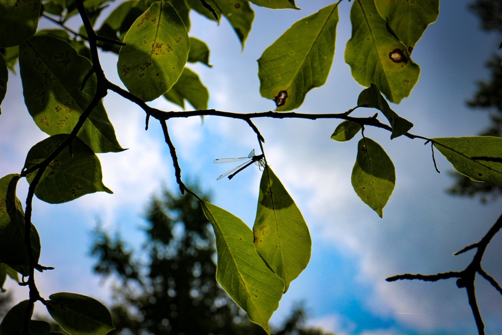 軽井沢の青いトンボ