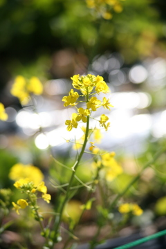 急に春になっていました。菜の花も満開です！
