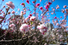 花桃　源平　今年も待ち遠しく