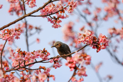 ヒヨドリと河津桜と