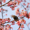 ヒヨドリと河津桜と