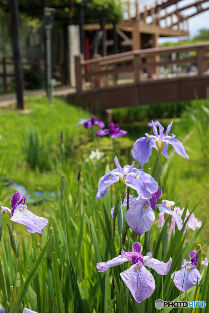 花菖蒲　あやめ園