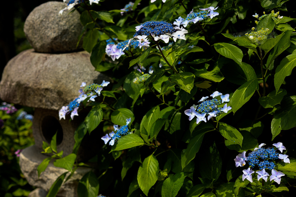 額紫陽花と石灯籠