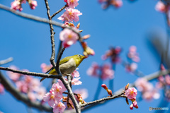 河津桜にメジロさん　その1