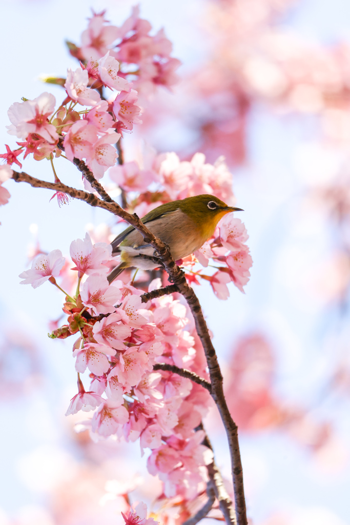 春の訪れ　河津桜とメジロ