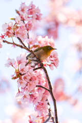 春の訪れ　河津桜とメジロ