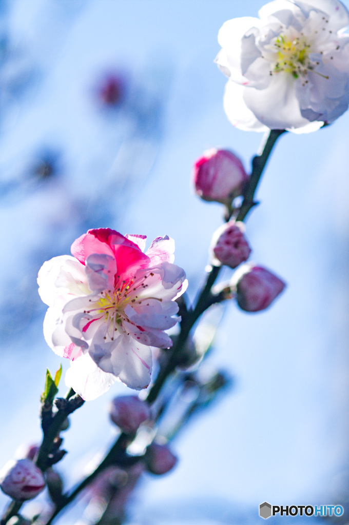 バス停で発見した二色咲の桃の花