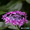 額紫陽花は天然のティアラ