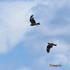 鳶のタンデム飛行　その2