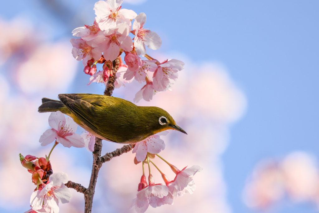 春の訪れ　ほんわり桜色