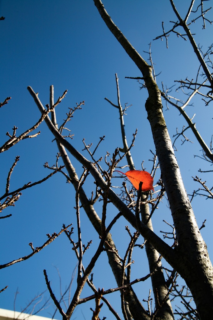 サクラの紅葉　最後の１枚です