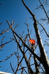サクラの紅葉　最後の１枚です