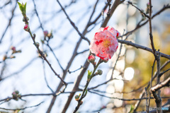 初物　花桃源平　続き　その1