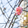 初物　花桃源平　続き　その1