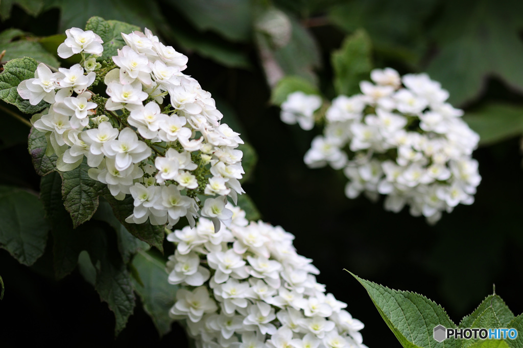 白い八重の紫陽花