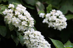 白い八重の紫陽花