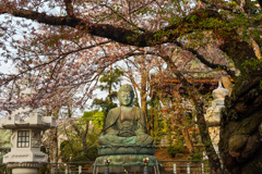 桜が囲む大仏様　＠法華経寺