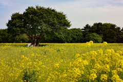 菜の花の中で　初めてのひたち海浜公園　その4