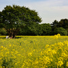 菜の花の中で　初めてのひたち海浜公園　その4