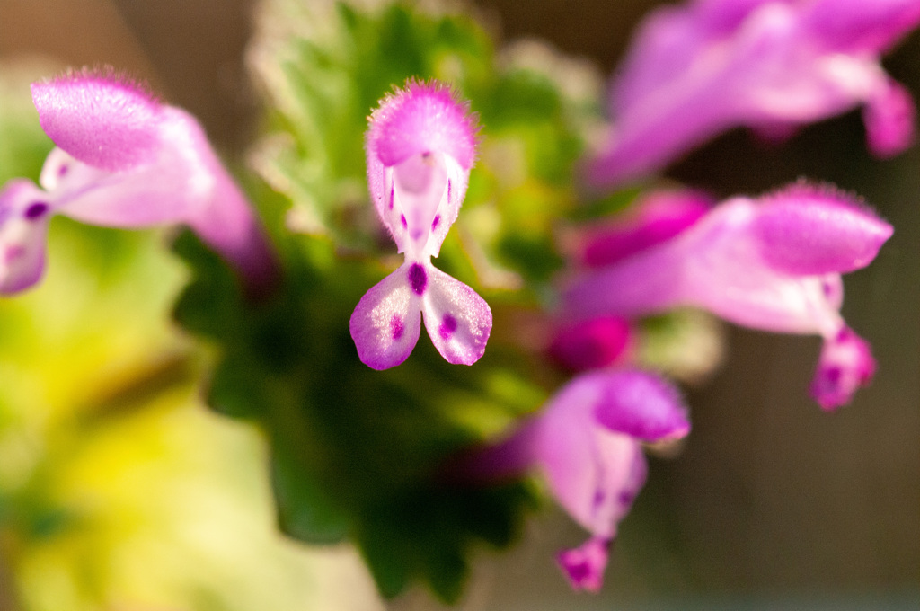 ホトケノザ　芝庭を除草しましたが残しました　3