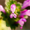 ホトケノザ　芝庭を除草しましたが残しました　3