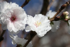 八重咲きが特徴　花弁は純白の小福桜