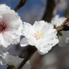 八重咲きが特徴　花弁は純白の小福桜