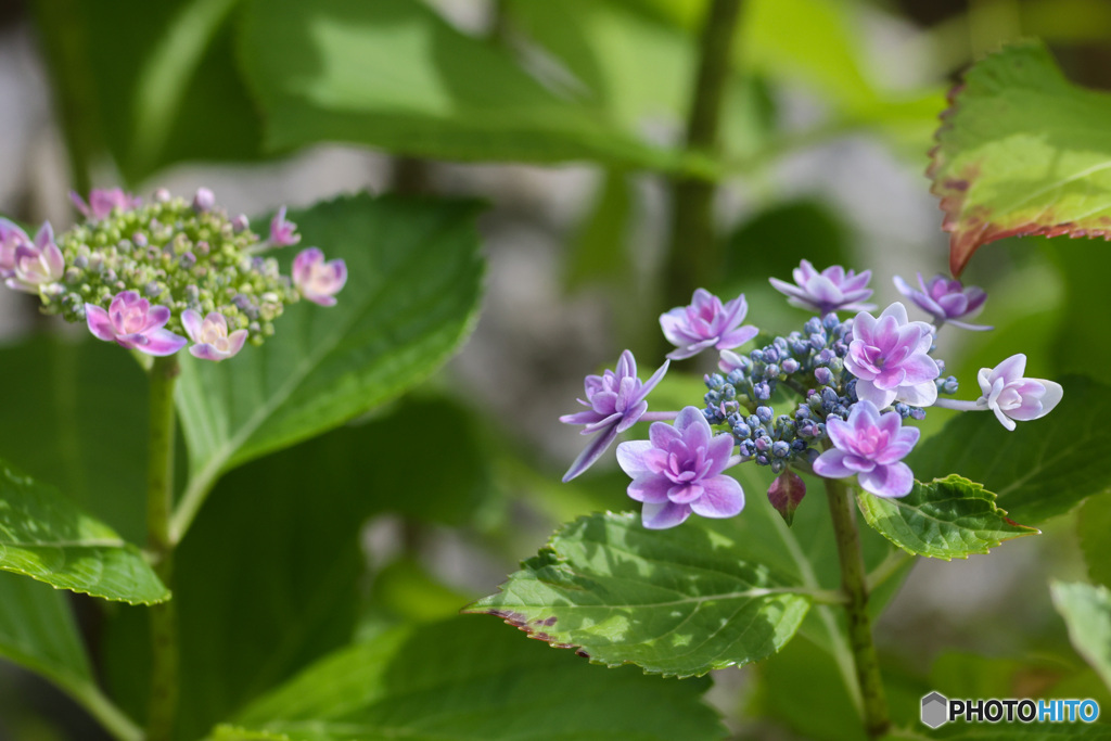 真っ盛り額紫陽花