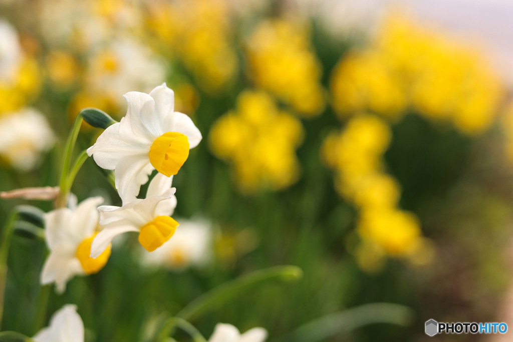 話合う水仙の花たち