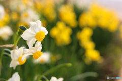 話合う水仙の花たち