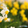 話合う水仙の花たち