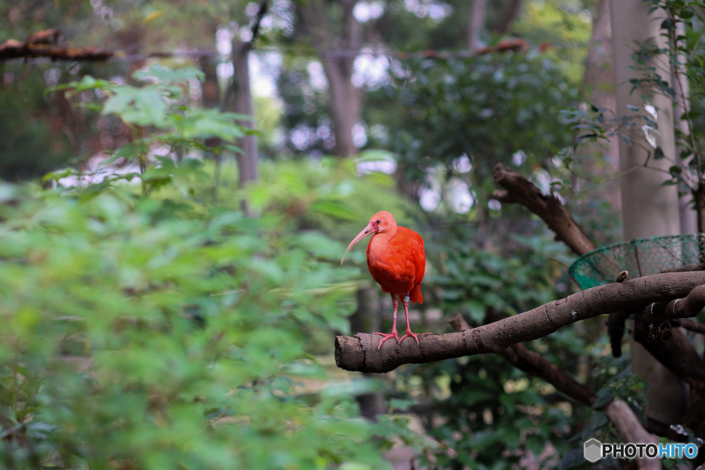 公園に住んでいましたショウジョウトキ