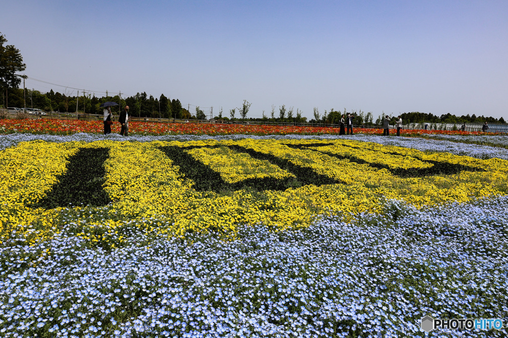 100の文字　千葉市制100周年の花畑