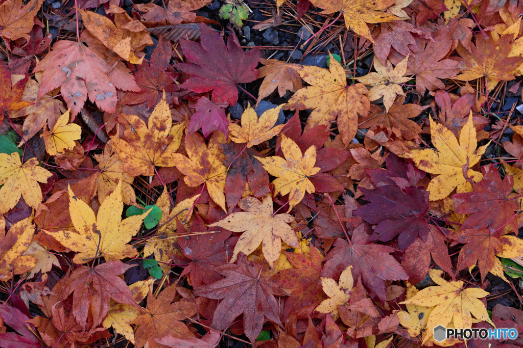 霧降の滝の近くにて、足元の紅葉