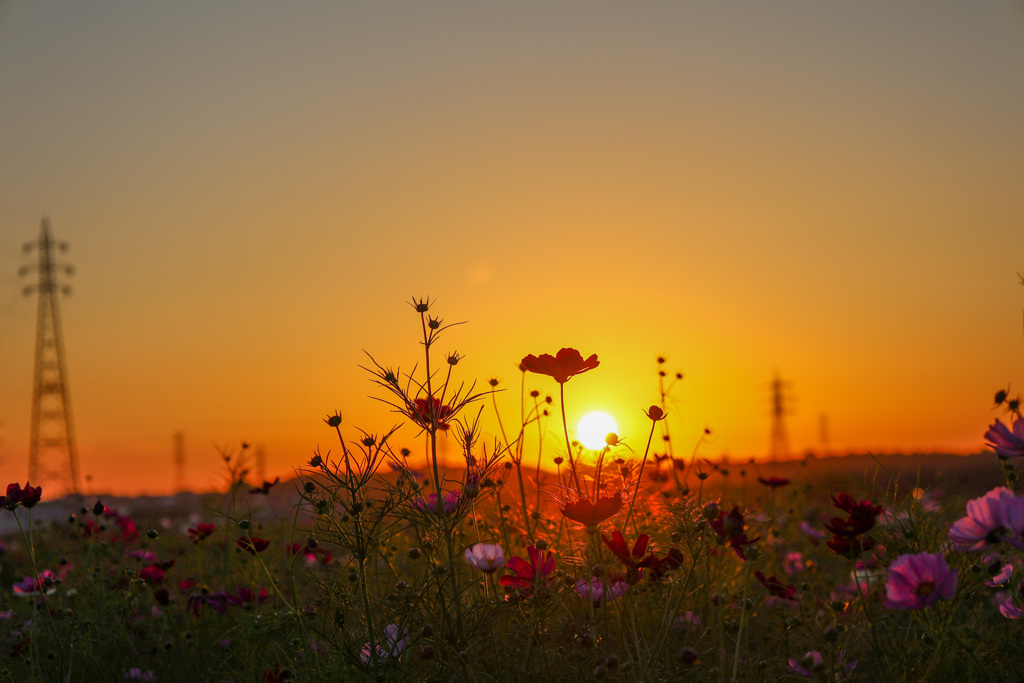 夕陽とコスモス