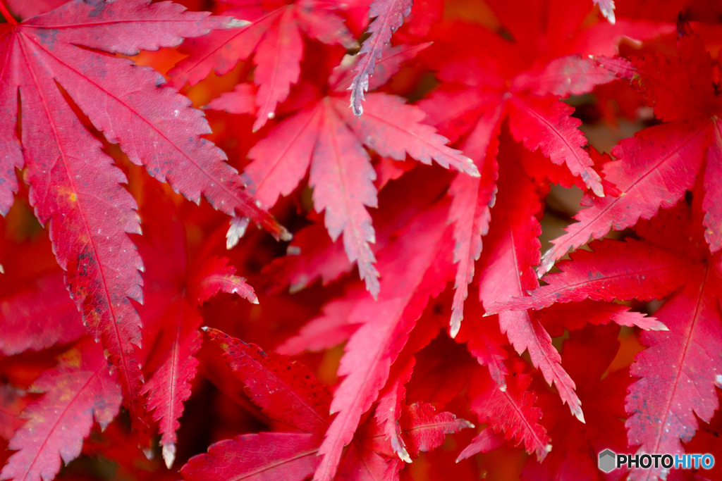 晩秋　最後に華やぐ紅葉の葉たち