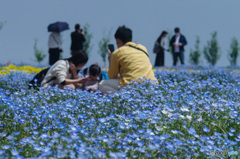 ネモフィラを楽しむ人たち