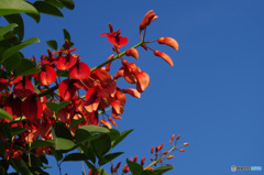 青空に映える　カイコウズ=アメリカデイゴの花