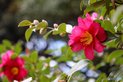 蕾もいっぱい　冬鮮やかな山茶花