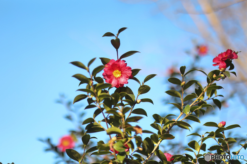 背伸びしてこちらを見ている山茶花の花