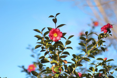 背伸びしてこちらを見ている山茶花の花