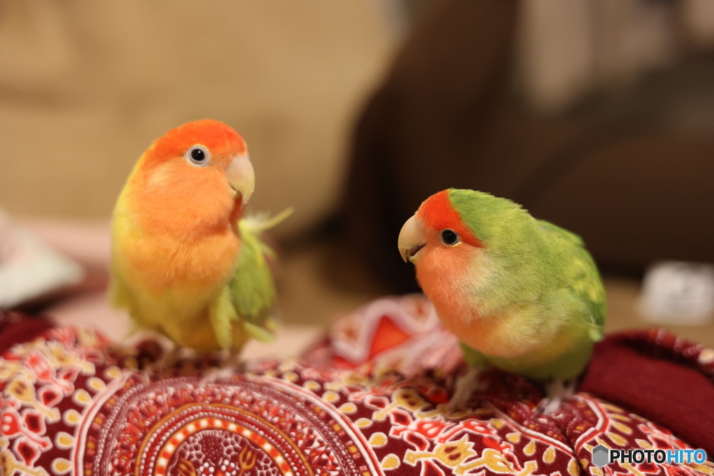 シニア♀インコの機嫌うかがう　若♂インコ