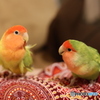 シニア♀インコの機嫌うかがう　若♂インコ