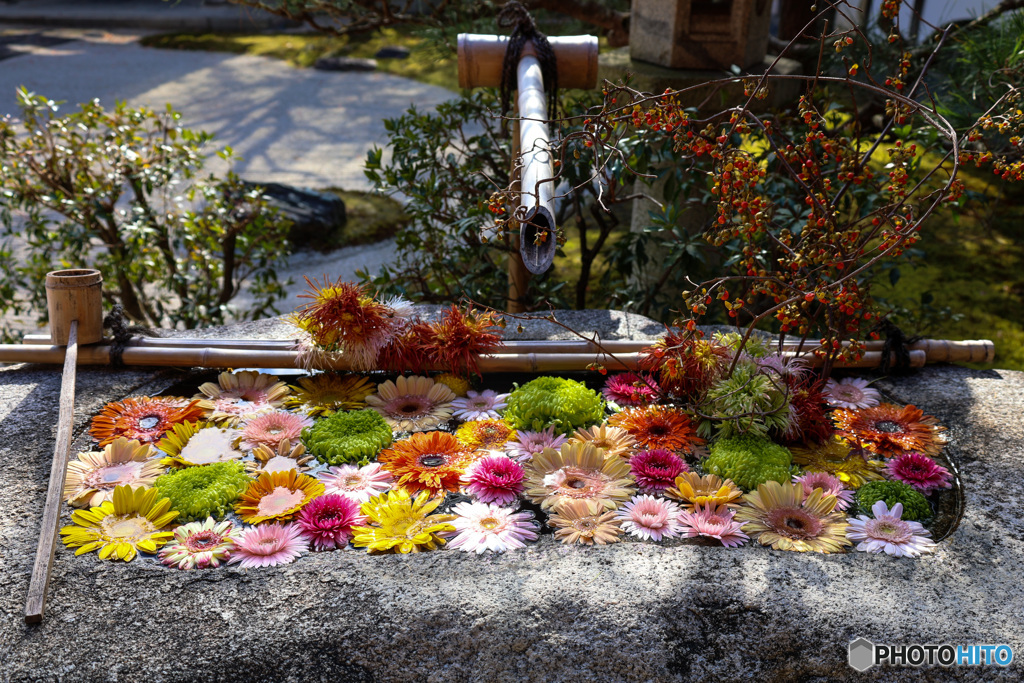 京都紅葉の訪問　妙顕寺　花手水正面から
