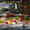 京都紅葉の訪問　妙顕寺　花手水正面から