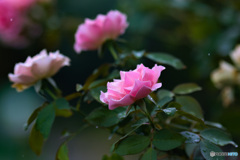 雨に濡れ咲く　薔薇の花