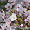 染井吉野が5分咲きです。その３
