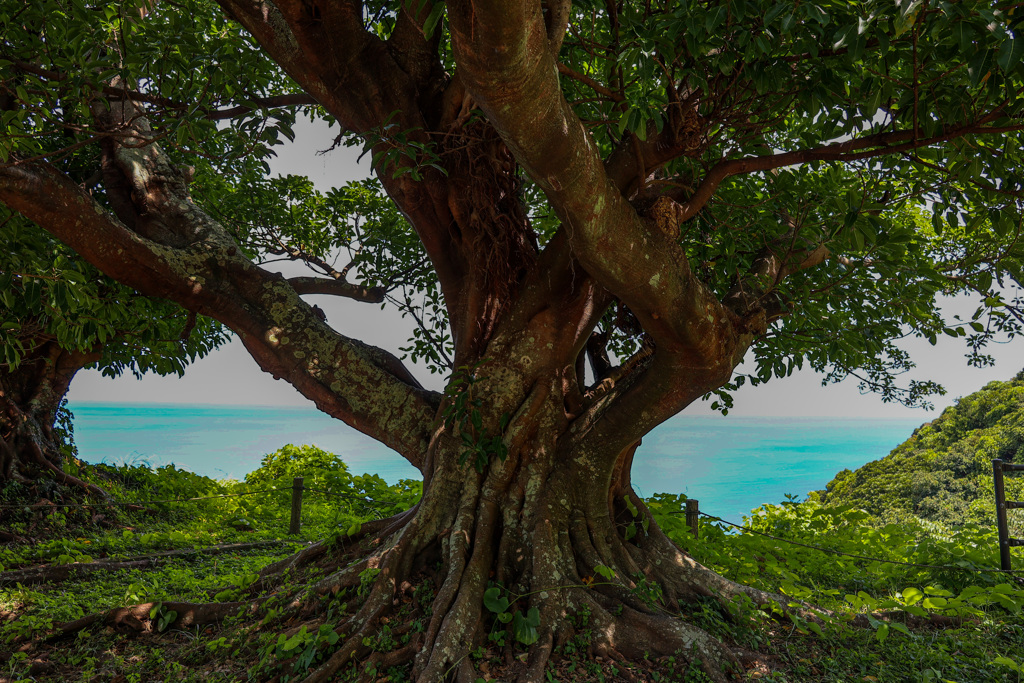 「長目の浜」見晴らす地に根付く「アコウの木」