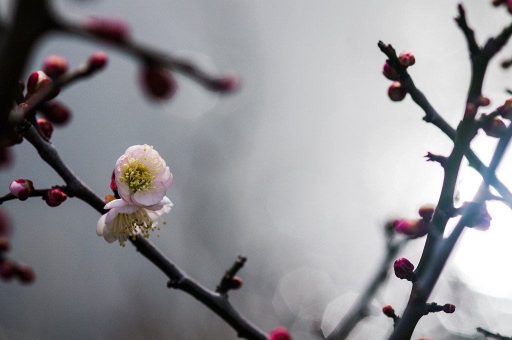キラキラの朝の光の中　梅開花